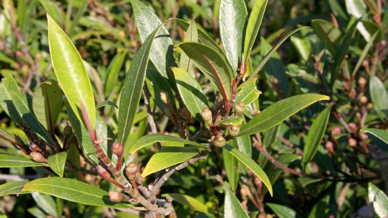 Cây Sung rỗ. Ficus variolosa Lind. ex Benth. - Cây Thuốc Nam Quanh Ta
